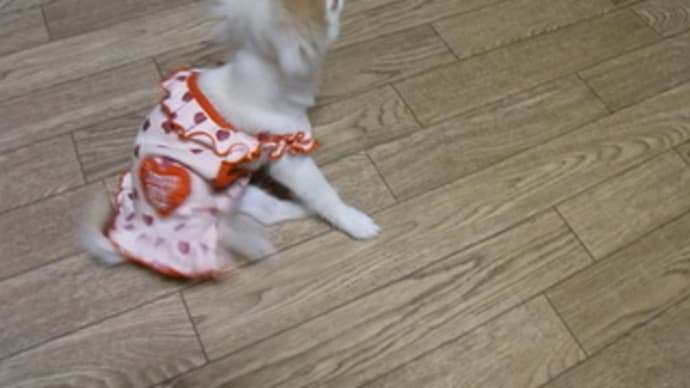 お洋服は嫌いリリ
