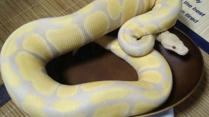 9月の体重測定とウリちゃんの給餌