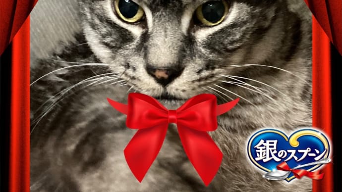 20240802の猫たちと時々犬