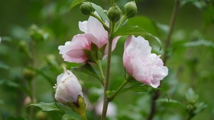 桔梗（ききょう）の花、改めて７８歳の私は、過ぎし青年期より心を寄せて・・。