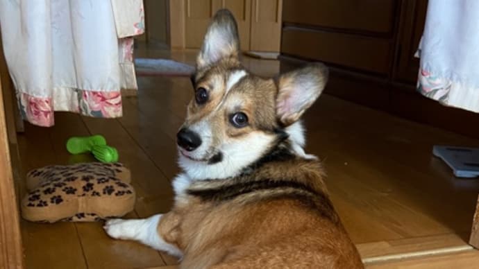 家のわんこコロです。