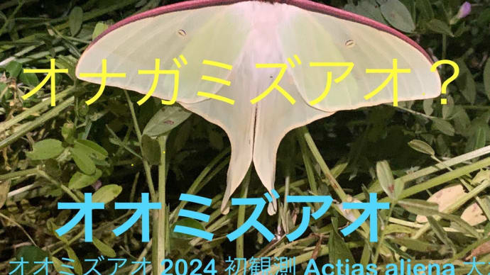 オオミズアオ 2024 初観測 Actias aliena 大水青 王水青 桜水青 逢水青 Actias artemis アルテミス計画
