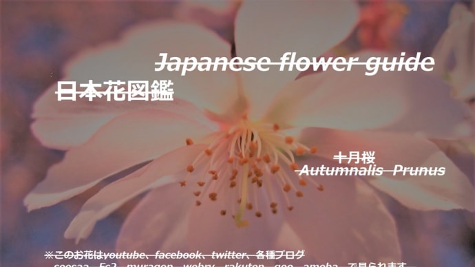 戻る春?!Spring back? !!