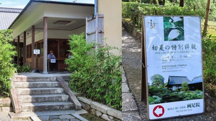 両足院 初夏の特別拝観 半夏生 ピピチン ワープ
