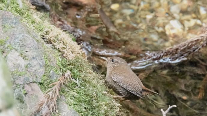 ミソッチ、リサイタル♪♪