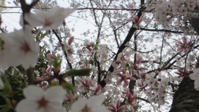 満開の桜の下で。