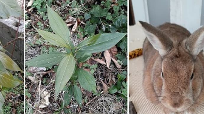 バラを誘引したら名前の分からない2つの植物を発見したとですぅ(*‘ω‘ *)