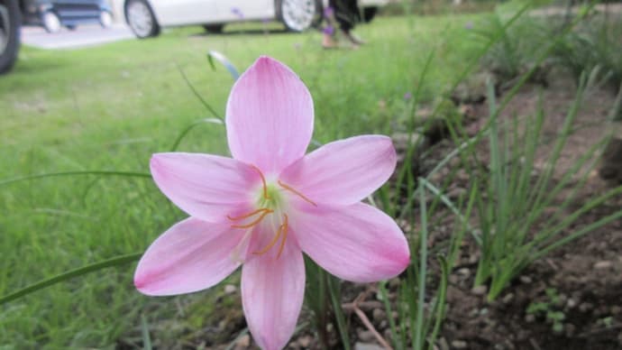 今日の花(サフランモドキ、グロリオサ)