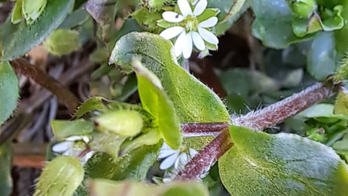 これからは邪魔になる草花はこべ