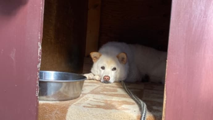 しろちゃんありがとう ♪