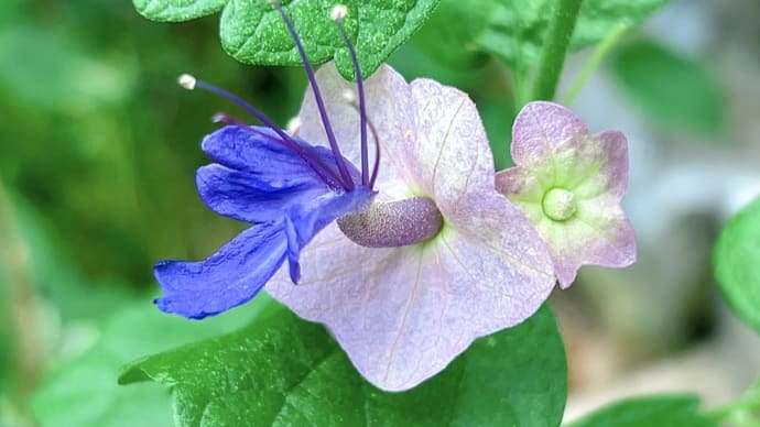 我が家の夏の花タヒチアンハット開花です(^-^)v