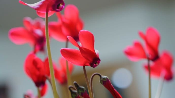 ●我が家の1月の花(4) 夏越ししたミニシクラメンが開花