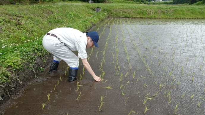 新発田地域振興局長の細々日記「畦道にて学ぶR6.6月」