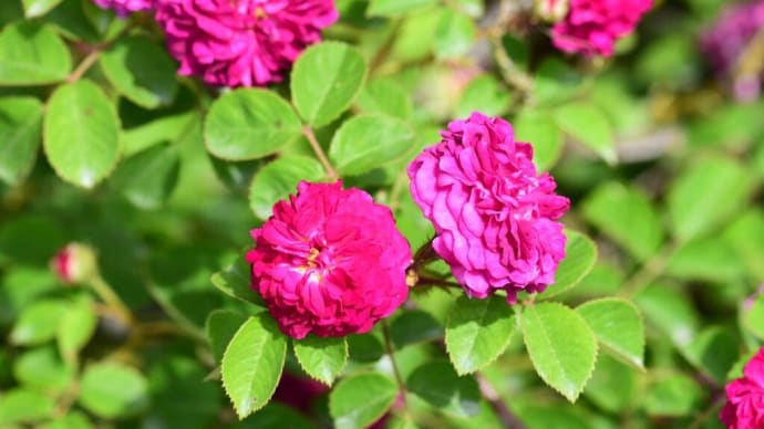 ルセリアーナ Russelliana