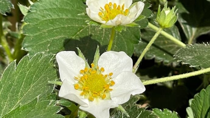 苺の花