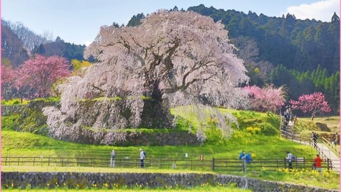 2022桜便り12 又兵衛桜