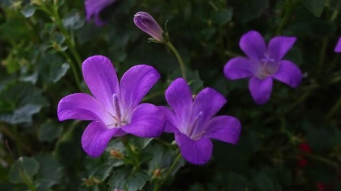 可憐な花