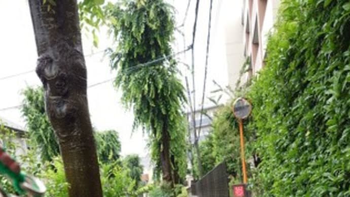 犬友さんたちとデュークでランチ会