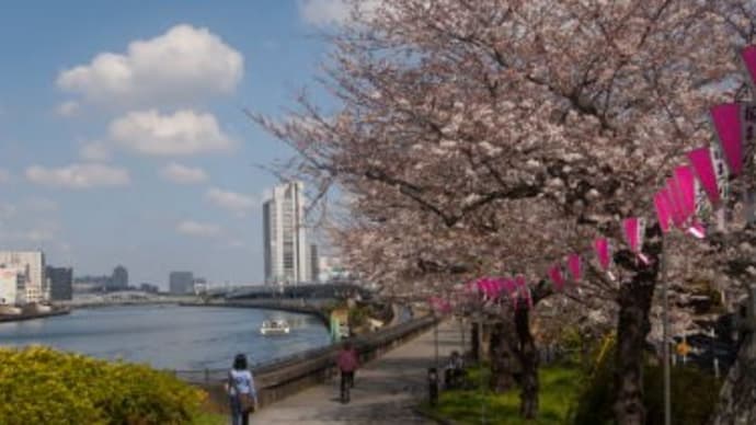 #隅田川の桜見物