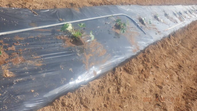 第2弾ズッキーニ定植 第2弾トウモロコシ定植準備 カラス被害が