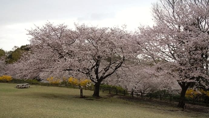 つぶやき#1498 吾妻山公園の桜
