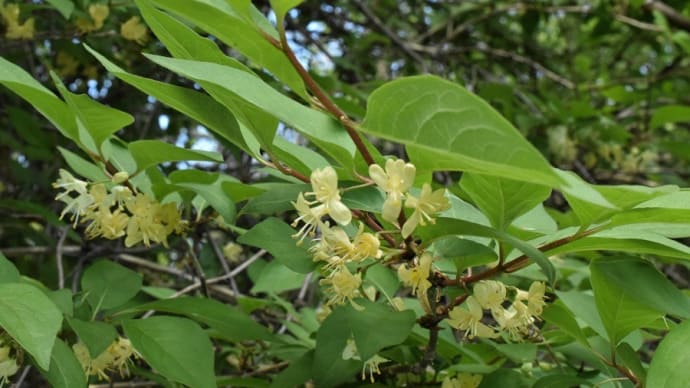 林床の花写ん歩(その5)・・・オニヒョウタンボク