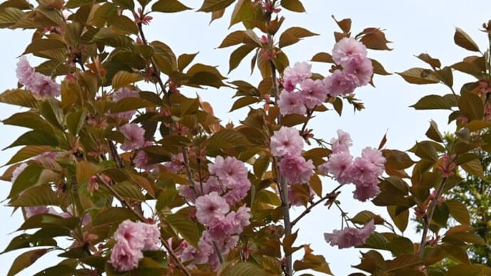 早朝の八重桜