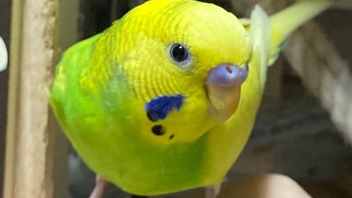 セキセイインコのピー