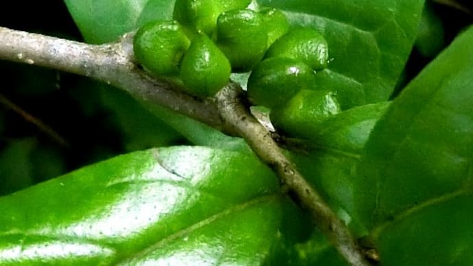 秋の木の実まだ完全に熟していないが、コクサギやツルウメモドキの実、他