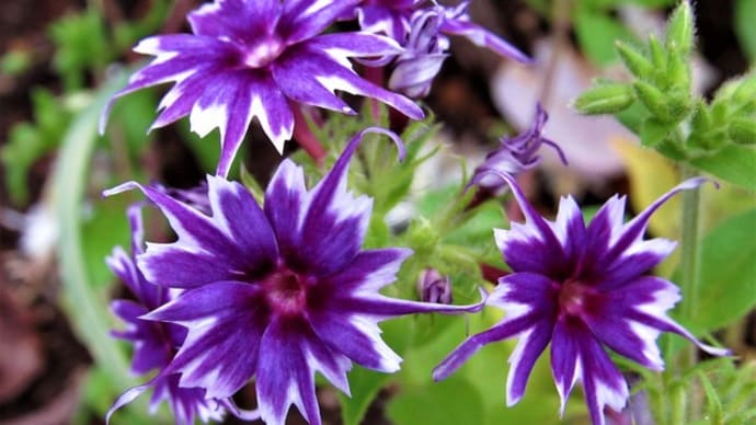  スターフロックス（星咲きフロックス） の花散歩