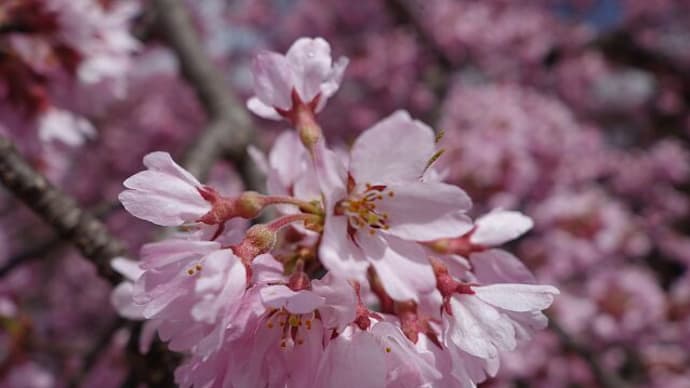 見頃です!日輪寺の枝垂れ桜(本宮市)