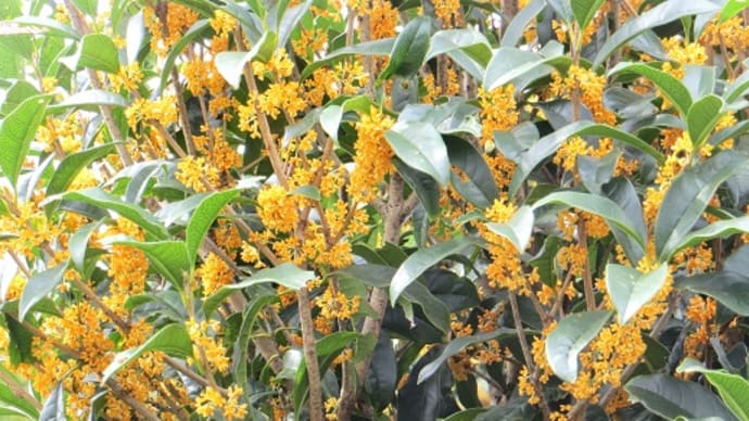 メモ帳1460ページ 夏花達から秋花達へ 政権交代~?