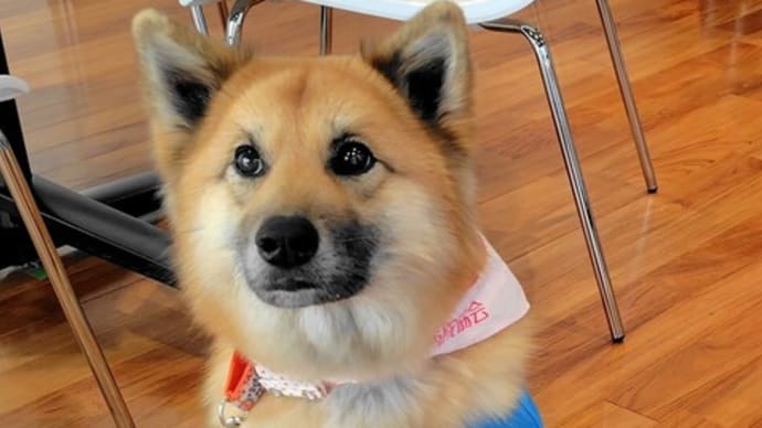 本日は セラピー犬の 風愛ちゃんよ