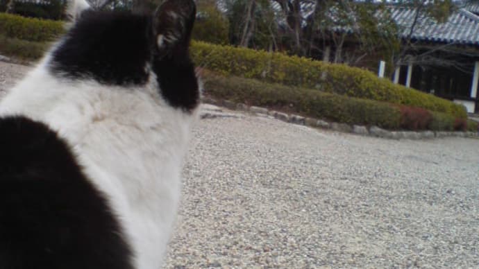 法隆寺だにゃん♪
