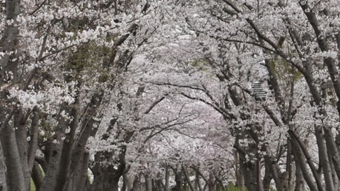 いつもの公園の桜