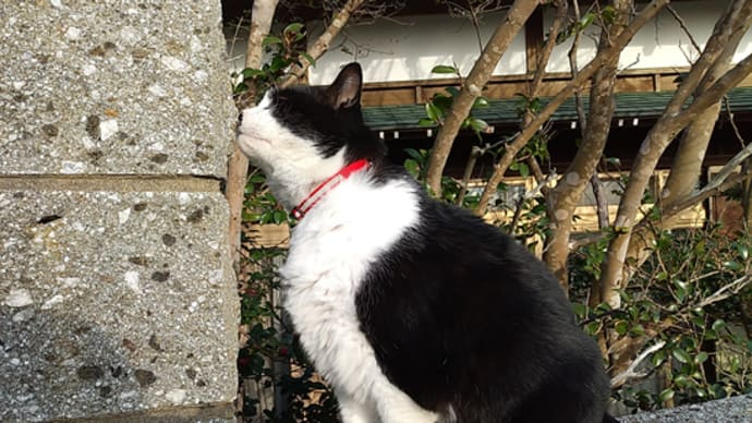 クロの日常。