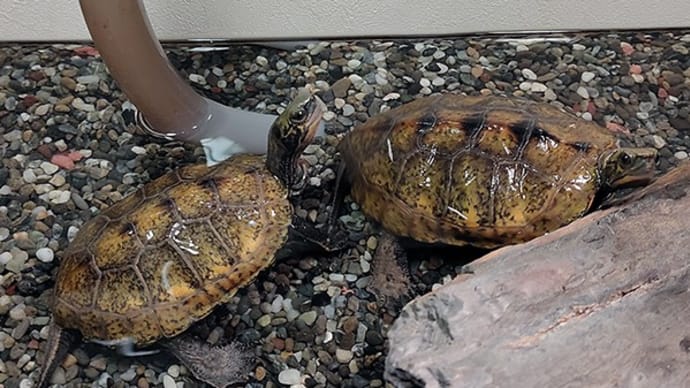 カメさんに癒してもらう「のぼさん」