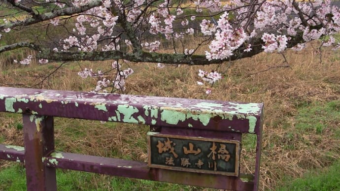 宝勝寺川桜堤