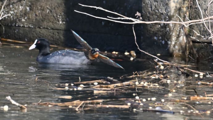 ◆カワセミの後ろに”クイナ?”(尼が台総合公園)