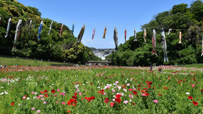 ポピー・ネモフィラ狩り 神奈川県横須賀市 くりはま花の国(3)ポピーと鯉のぼり