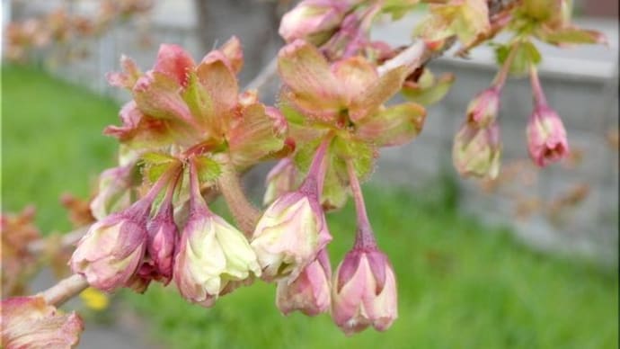 御衣黄桜。