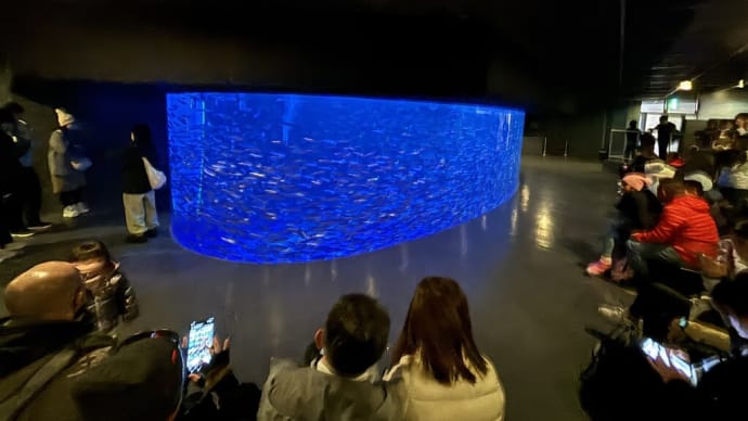 登別マリンパークニクス イワシのパフォーマンス