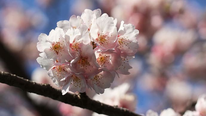 早咲き桜いっぱい - 碧南市臨海公園