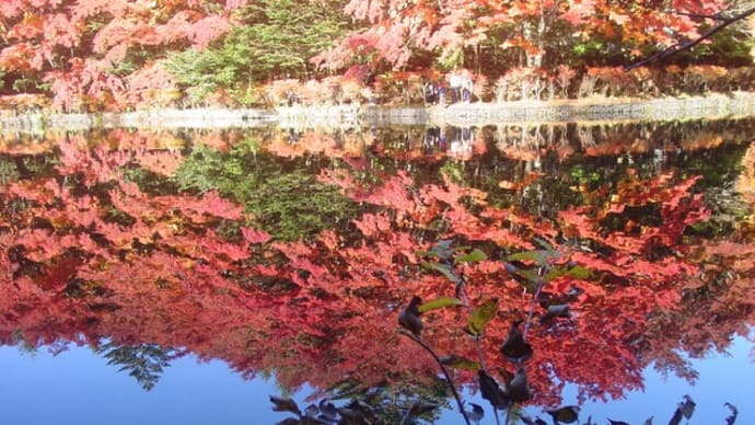 軽井沢・奇跡の絶景景色「雲場池湖面に写る逆さ紅葉」