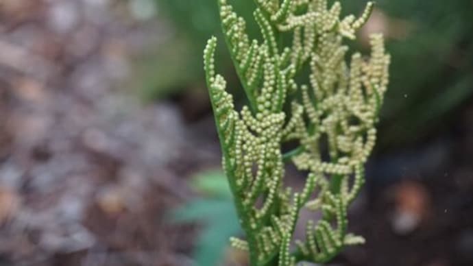シダ植物:大花蕨