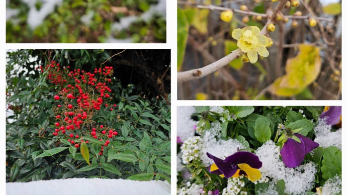 通勤途中の花