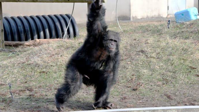 チンパンジーさんが　「やあ」と挨拶してきた