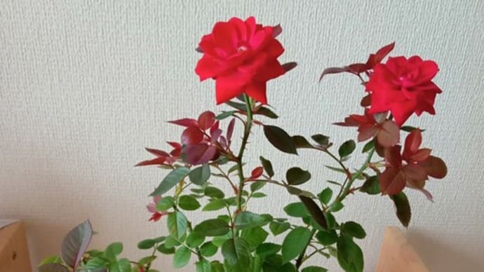 第4世代の気配か…♪