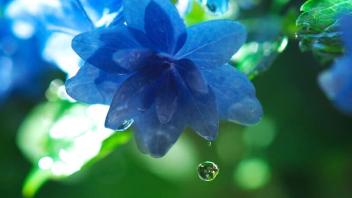 梅雨の時期の　青と赤