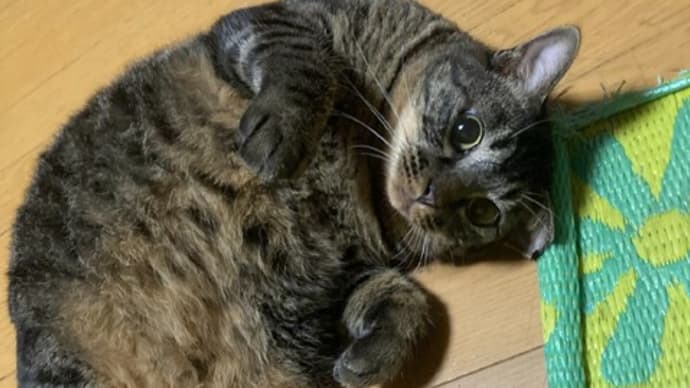 段ボールで猫ハウス